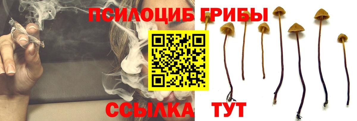 купить   Вход с VPN  Ржев  Псилоцибиновые грибы Psilocybe  Галлюциногенные грибы Psilocybe 